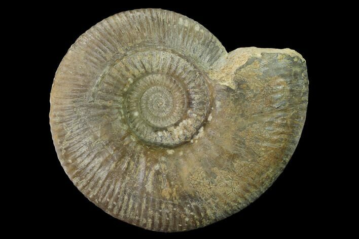 Bathonian Ammonite (Procerites) Fossil - France #153158